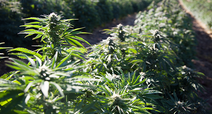 7-Day Transdermal Delivery of CBD with a Patch
